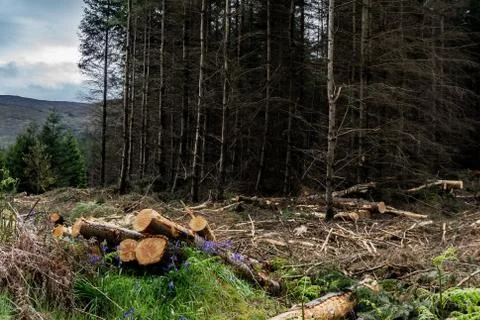Is deforestation. Carvel pines lie on the plot. Timber harvesting in the 写真素材