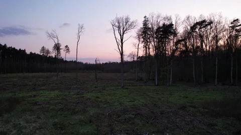 Deforestation in Central and Eastern Europe. Felling. Stock Footage 239026251