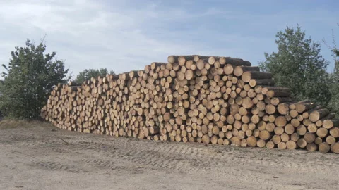 Deforestation Clear Cutting Logs Stacked  LOG Stock Footage 166615490