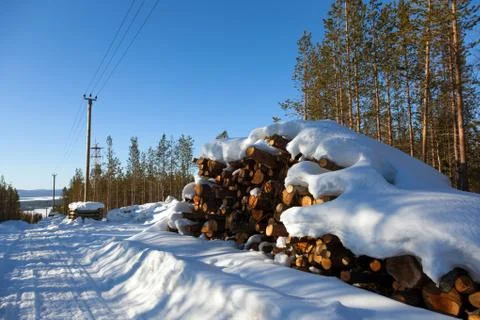 Deforestation in the clearing of power line Stock-Fotos
