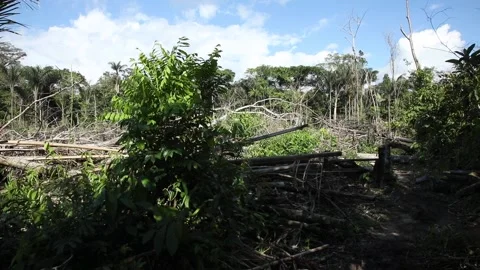 Deforestation in Colombia Stock Footage 140311788
