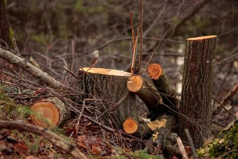 Deforestation concept. Alder stumps in the forest from freshly chopped health Stock Photos