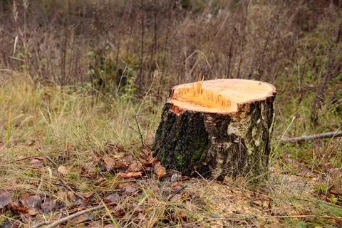 Deforestation concept. Birch stump in the forest from freshly chopped healthy Stock Photos