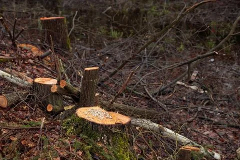 Deforestation concept. Birch stump in the forest from freshly chopped tree af Stock Photos