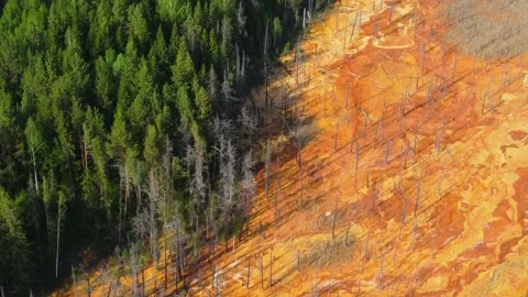 Deforestation concept, dead forest aerial view. destruction of nature and Stock Footage 196821150