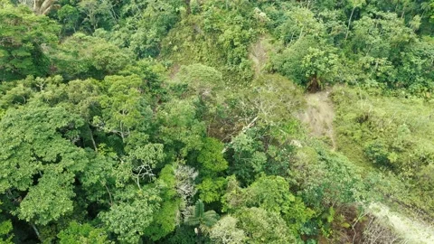Deforestation concept, a large tree is being felt Stock Footage 143035769