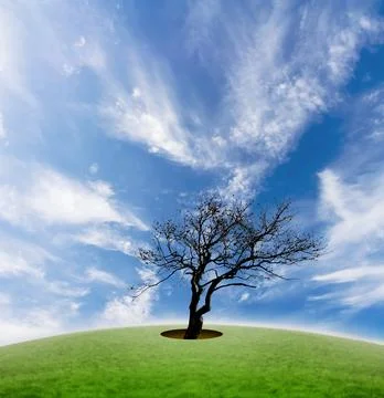 Deforestation concept Stock Photos