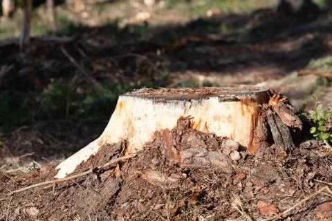 Deforestation concept. Stump of tree after cutting forest. Stock Photos