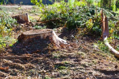 Deforestation concept. Stump of tree after cutting forest. Stock Photos