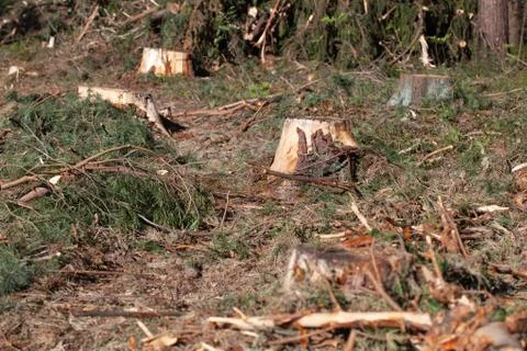 Deforestation concept. Stump of tree after cutting forest. Stock Photos