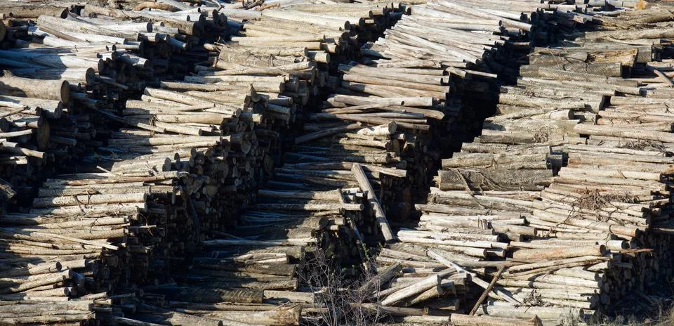 Deforestation concept view 库存照片