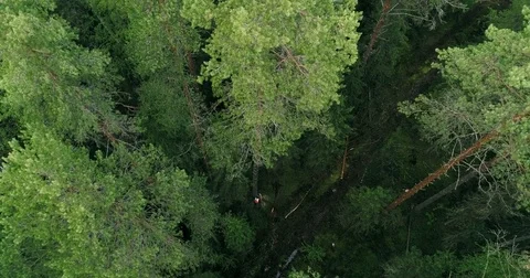 Deforestation in a coniferous forest Video stock 78782649