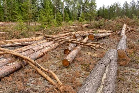 Deforestation in the coniferous forest. Stock Photos