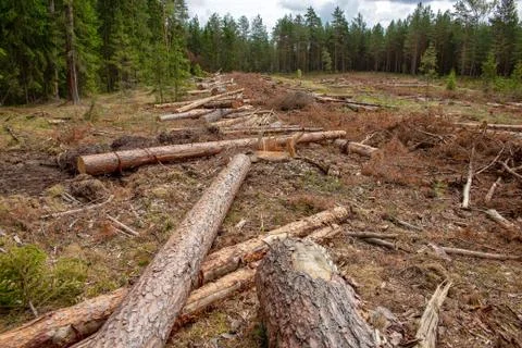 Deforestation in the coniferous forest. Stock Photos
