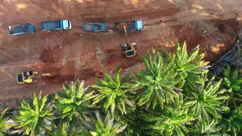 Deforestation at construction site Stock Footage 128890161