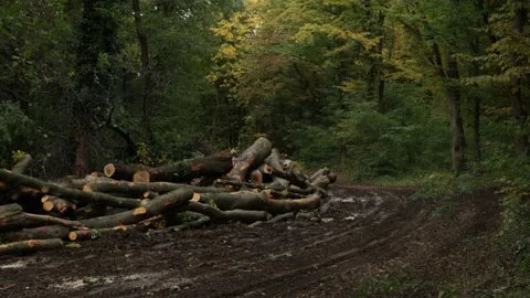 Deforestation in Croatia, logs by the roadside Stock Footage