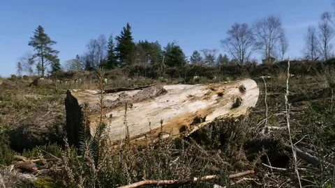 Deforestation - cut down tree Stock-Footage 73835356