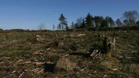 Deforestation - cut down trees Stock-Footage 73835449