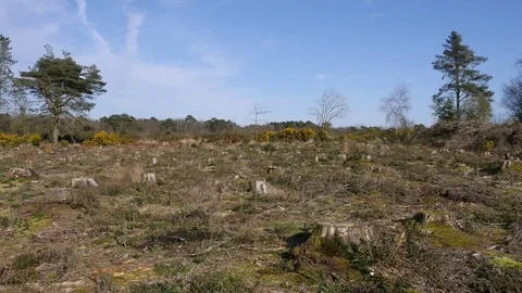 Deforestation - cut down trees Video stock 73835479