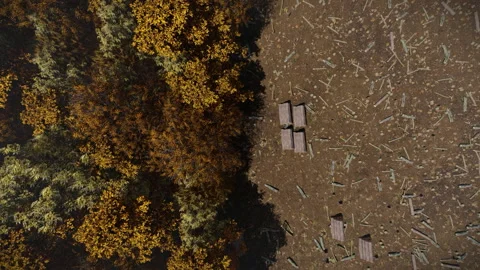 Deforestation , cut down wood, logs piled and trucks ready to load, high ang Video stock 239415860