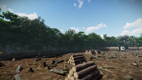 Deforestation , cut down wood, logs piled and trucks ready to load, heavy ma Video stock 243175956