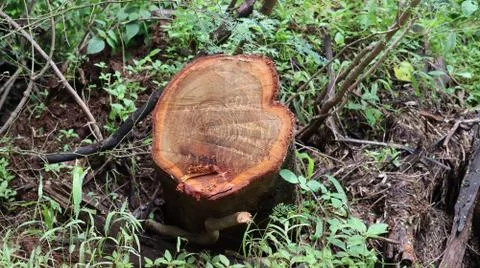Deforestation- cutting down of trees Stock Photos