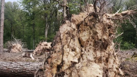 Deforestation, Dead Forest in Germany caused by climate change. Stock Footage 156965873