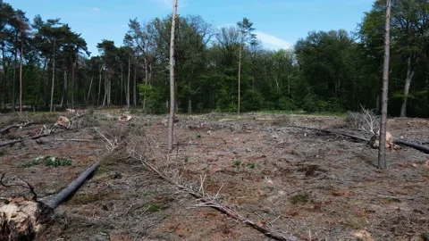 Deforestation, Dead Forest in Germany caused by climate change. Stock Footage 156965918