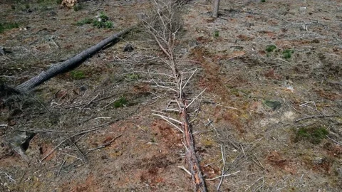 Deforestation, Dead Forest in Germany caused by climate change. Stock Footage 156965925