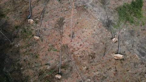 Deforestation, Dead Forest in Germany caused by climate change. Stock Footage 156965937