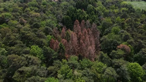 Deforestation, Dead Forest in Germany caused by climate change. Video stock 156965943