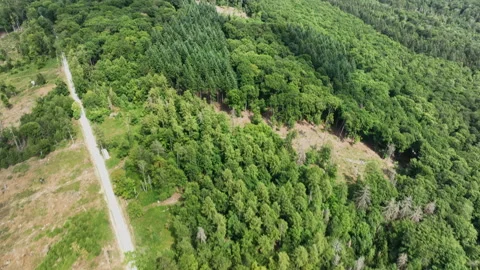 Deforestation, dead trees and forest dieback - aerial view Видео 201893851