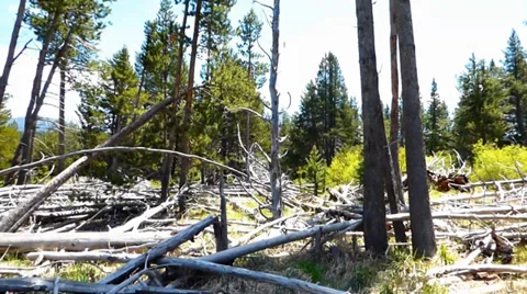 Deforestation Dead Trees Video stock 39419449