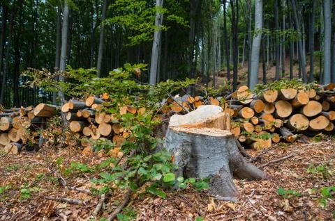 Deforestation of deciduous forests. Stock Photos