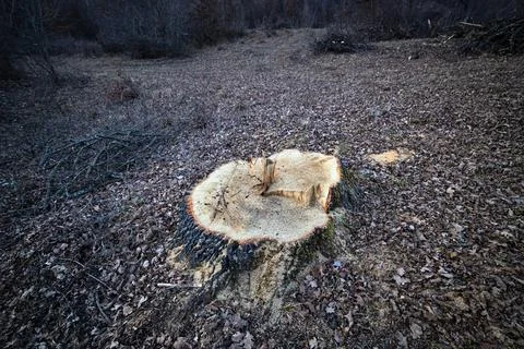Deforestation of deciduous forests Stock Photos