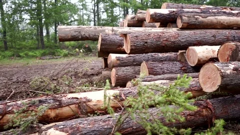Deforestation, destruction of Forest Ecology  Video stock 77345693