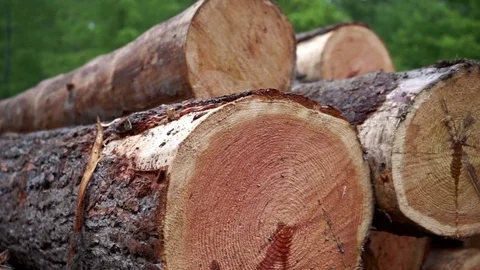 Deforestation, destruction of Forest Ecology  Video stock 77346850