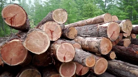 Deforestation, destruction of Forest Ecology  Video stock 77346888