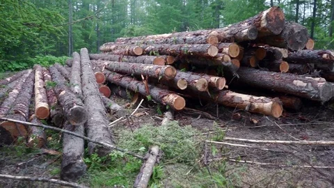 Deforestation, destruction of Forest Ecology  Stock Footage 77346996