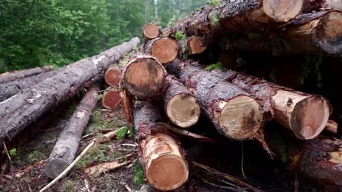 Deforestation, destruction of Forest Ecology  Stock Footage 77347602