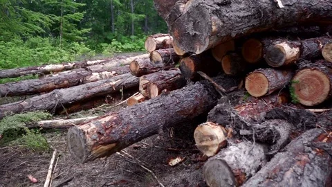 Deforestation, destruction of Forest Ecology  Stock Footage 77347657