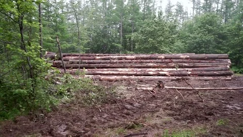 Deforestation, destruction of Forest Ecology  Stock Footage 77347719