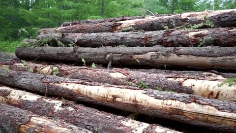 Deforestation, destruction of Forest Ecology Видео 77347855