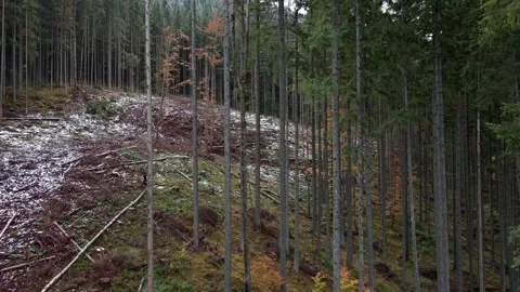 Deforestation, destruction of trees in the mountains. Vast areas of forest after Stock Footage 241661798