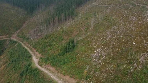 Deforestation, destruction of trees in the mountains. Vast areas of forest after Stock Footage 241662977