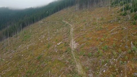 Deforestation, destruction of trees in the mountains. Vast areas of forest after Stock Footage 241663358