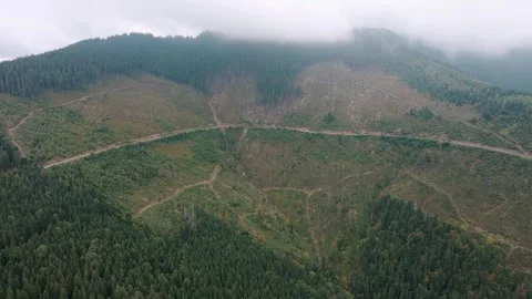 Deforestation, destruction of trees in the mountains. Vast areas of forest after Stock Footage 241663659