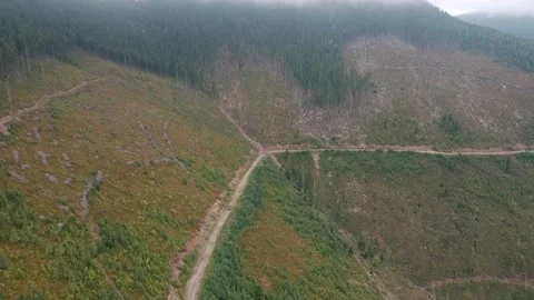 Deforestation, destruction of trees in the mountains. Vast areas of forest after Stock Footage 241664001