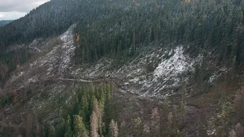 Deforestation, destruction of trees in the mountains. Vast areas of forest after Stock Footage 241665011