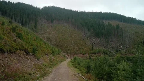 Deforestation, destruction of trees in the mountains. Vast areas of forest after Stock Footage 241665326